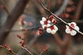 Plum blossomÃ¯Â¼ËArmeniaca mume f. simpliciflora T. Y. ChenÃ¯Â¼â°